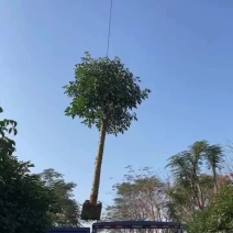 秋枫