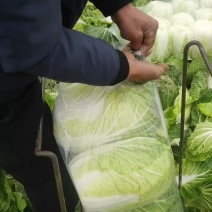 黄芯大白菜4567规格矮颗高颗都有货大量供应