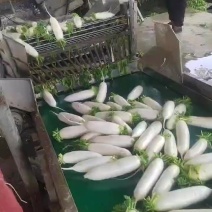 1斤半到2斤条形好
