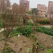 过年桃花