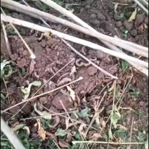 鸡冠红红油香椿树苗大量供应