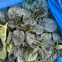 精品趴地菠菜