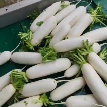 白萝卜