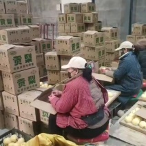 陕西蒲城优质贡梨大量出库供货中