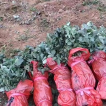 少籽大瓜八月瓜实生苗，跟系发达，易活适应田地山坡种植