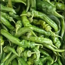 小米辣，螺丝椒