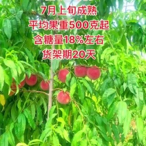 国中4号桃，中熟大果型红甜桃。