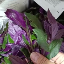 紫背菜紫背菜产地货源直发叶片鲜嫩苗龄40天育苗基地直发