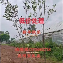 油橄榄树***********
