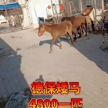 国产矮马精品德保一手货源