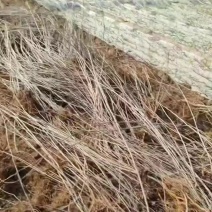 紫惠槐绿化苗木基地直发现有苗圃万亩苗木欢迎新老客户合作。