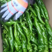 广东陇椒精品