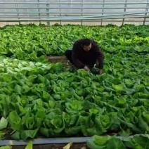 快菜出售，种植80-90天快菜，高度20-35公分