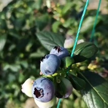 蓝莓能吃带赏花