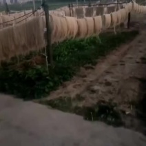 手工纯红薯粉丝