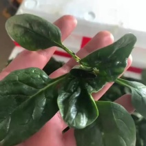 趴地菠菜