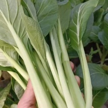 菜心大甩卖自产自销，见钱就卖，长年有货