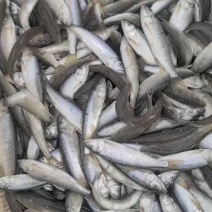 湖北鲜活马口鱼鲜活直发品质保证诚信合作量大从优