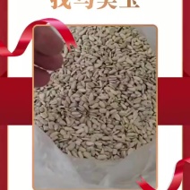 油葵精仁