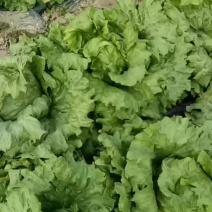 球生菜大量