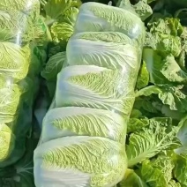 黄心大白菜颗颗饱满，物美价廉
