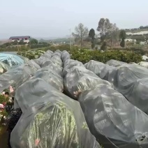 耙耙柑橘商品果