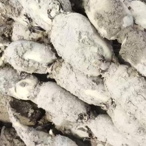 精品九孔泥莲大量有货，产地直釆，一手货源，价格随行要联糸