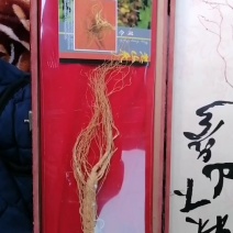 一棵野山参