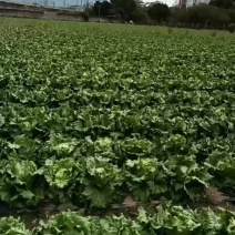 大量球生菜，两个月好货，可加视频封面微信看更多球生菜