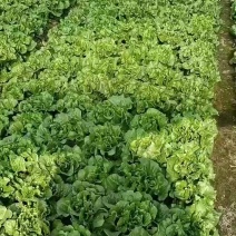 生菜