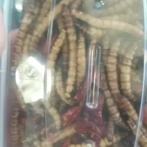 新鲜大麦虫。高蛋白高营养