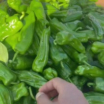 广东鲜辣椒，芜湖椒，苏椒，薄皮泡王，基地直发，一手货源。