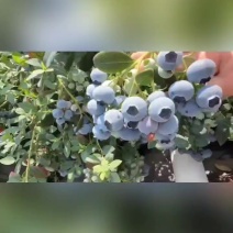 云南高原花香蓝莓脆甜多汁美味可口香味十足