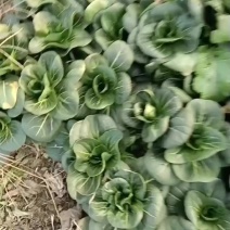 矮黑菜