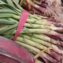 大荔本地红根蒜苗大量供应