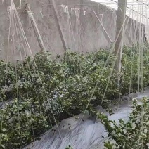 花香蓝莓L25