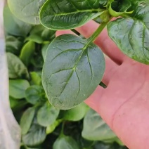 精品趴地菠菜