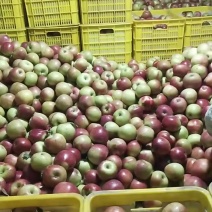 辽宁盖州鸡冠苹果