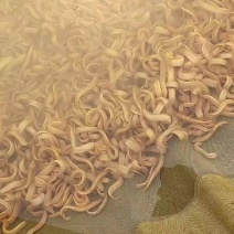 黄金泥鳅