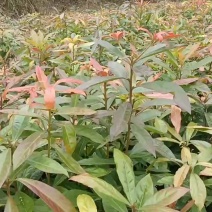 木荷苗基地直发