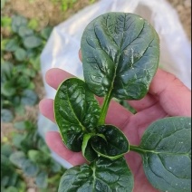 精品趴地菠菜