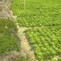 意大利生菜