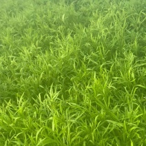 精品芦蒿