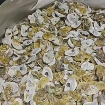 牡蛎壳，水洗上壳，混合壳