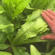 精品油麦，质量有保障，产地直供！全国发货