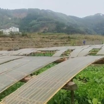 纯手工红薯粉***剂好吃又不贵