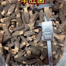 羊肚菌纯干云南特产菌菇干货滋补菌菇批发羊肚菌