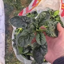 爬地菠菜价格便宜