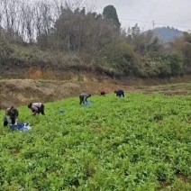【新品上市】正宗豌豆尖新鲜贵州遵义农家蔬菜露天现摘现发火锅配