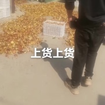 松树蘑菇自然干